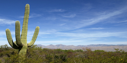 Desert Mountain Real Estate